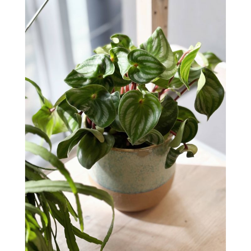 Peperomia argyreia 'Watermelon' - peperomia