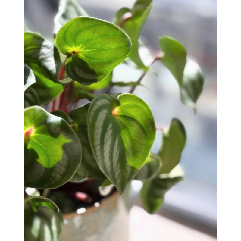 Peperomia argyreia 'Watermelon' - peperomia