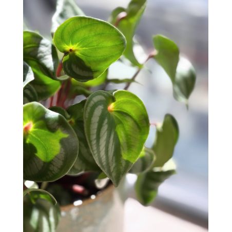 Peperomia argyreia 'Watermelon' - peperomia