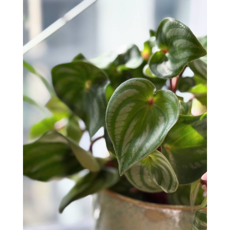 Peperomia argyreia 'Watermelon' - peperomia