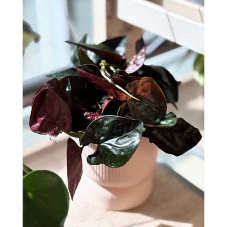 Syngonium 'Red Arrow' - zroślicha