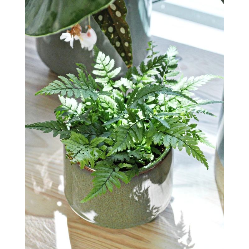 Athyrium spicatum - wietlica