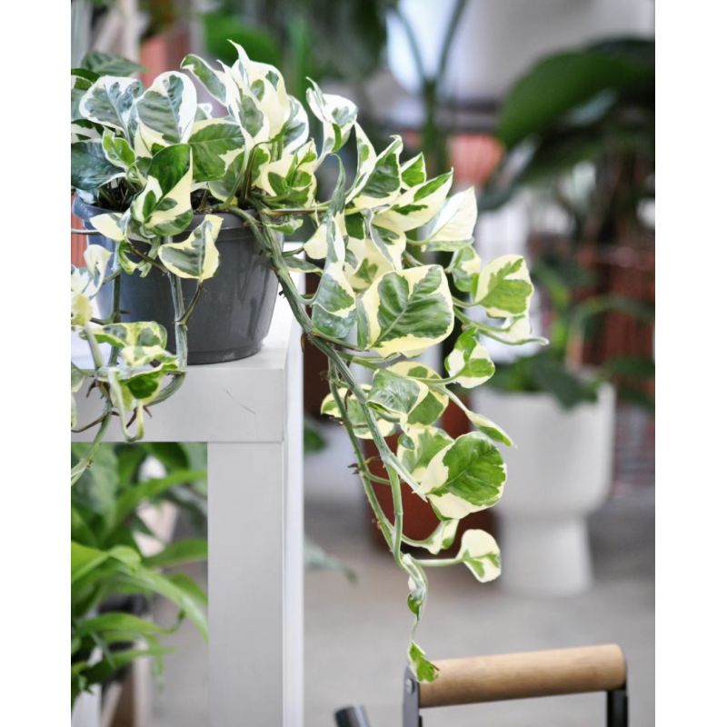 Epipremnum pinnatum 'N'Joy' - epipremnum