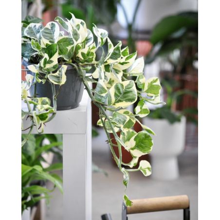 Epipremnum pinnatum 'N'Joy' - epipremnum