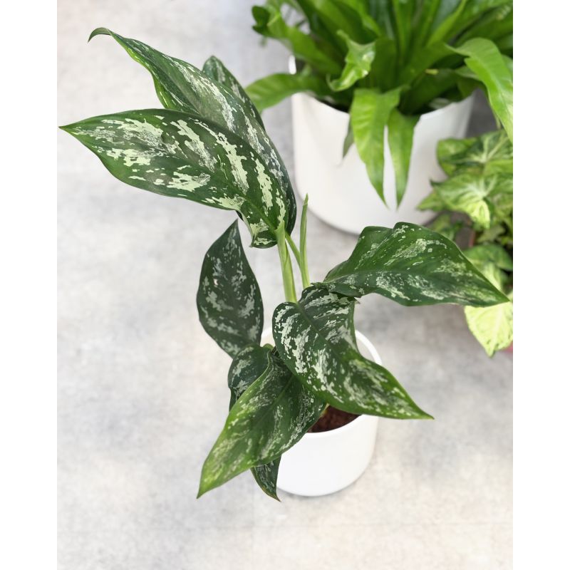 Aglaonema 'Splash' - aglonema