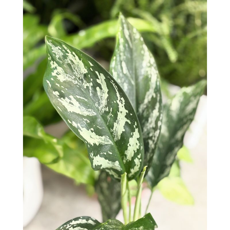 Aglaonema 'Splash' - aglonema
