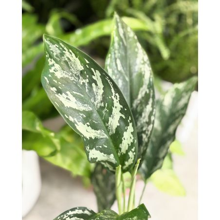 Aglaonema 'Splash' - aglonema
