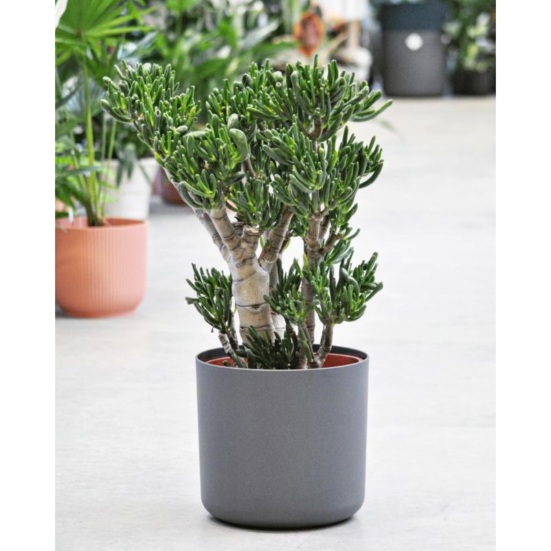 Crassula 'Hobbit' - grubosz