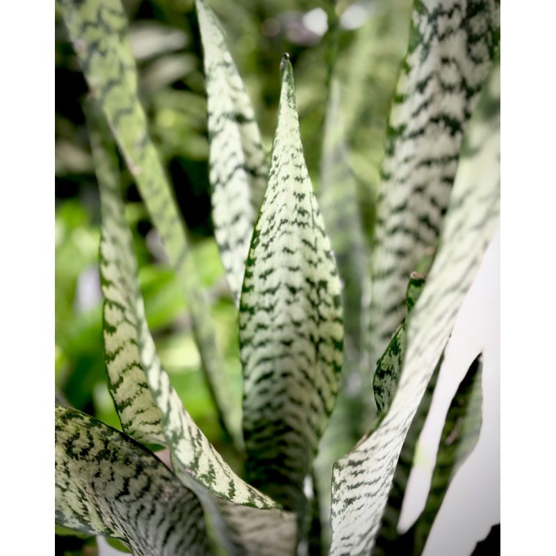 Sansevieria zeylanica - wężownica