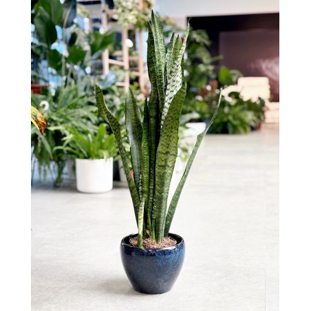 Sansevieria zeylanica - wężownica