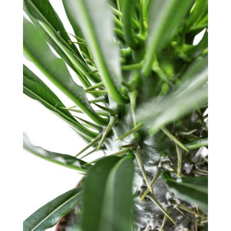 Pachypodium lamerei - palma Madagaskaru