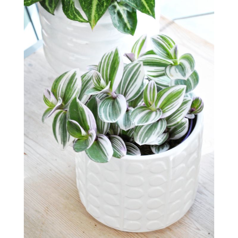 Tradescantia cerinthoides 'Sweetness' - trzykrotka