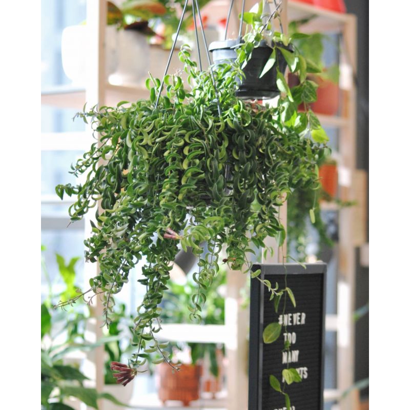 Aeschynantus 'Twister - eszynantus