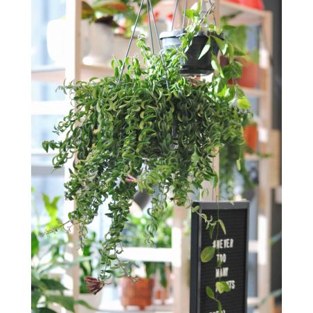 Aeschynantus 'Twister - eszynantus