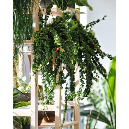 Aeschynantus 'Twister' - eszynantus