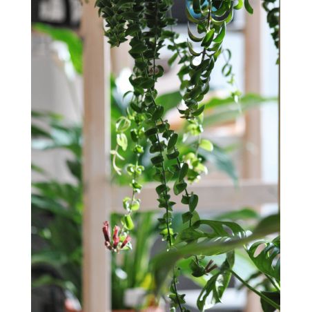 Aeschynantus 'Twister' - eszynantus