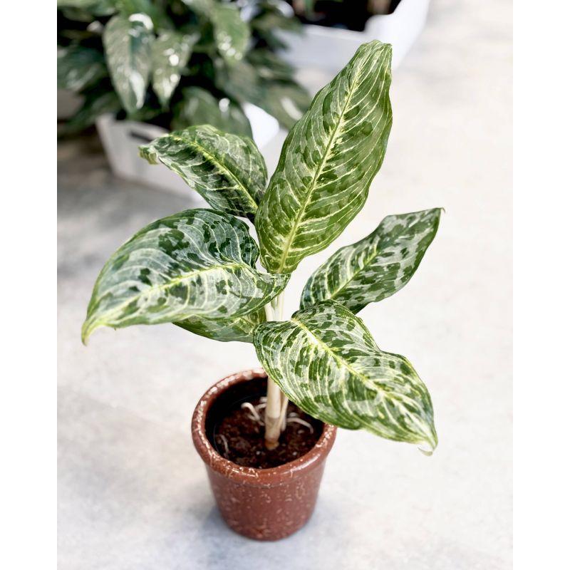 Aglaonema 'Peacock' - aglonema