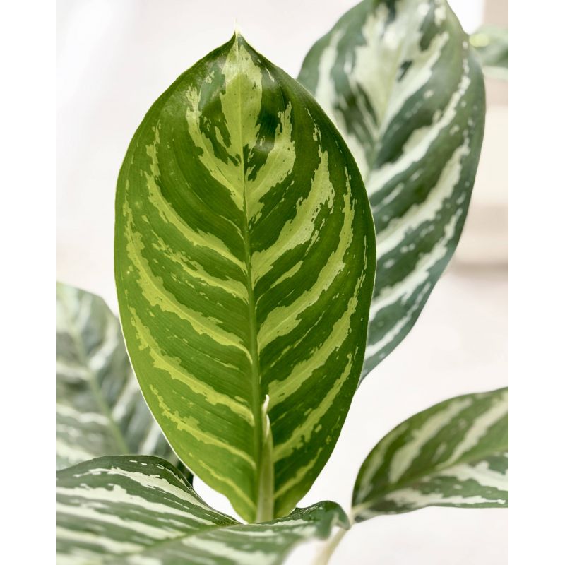 Aglaonema 'Stripe' - aglonema