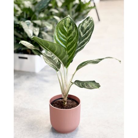 Aglaonema 'Stripe' - aglonema
