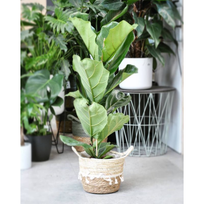 Ficus lyrata - figowiec dębolistny