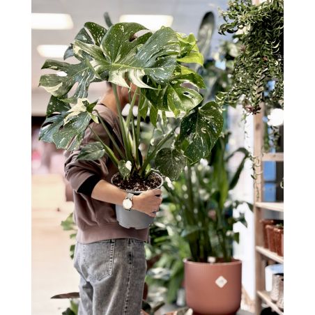 Monstera deliciosa 'Thai Constellation' - monstera dziurawa