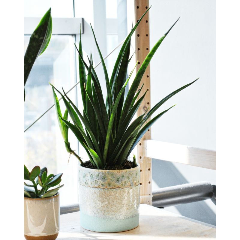 Sansevieria kirkii 'Friends' - wężownica