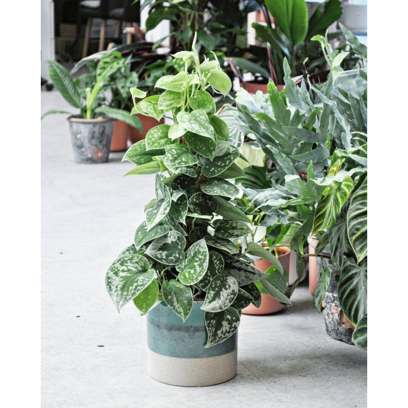 Scindapsus pictus 'Silvery Ann' - scindapsus pstry