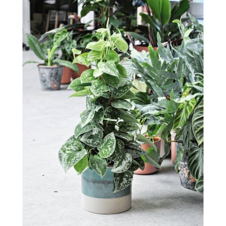 Scindapsus pictus 'Silvery Ann' - scindapsus pstry