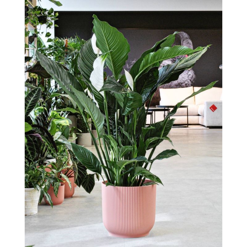 Spathiphyllum 'Sebastiano' - skrzydłokwiat