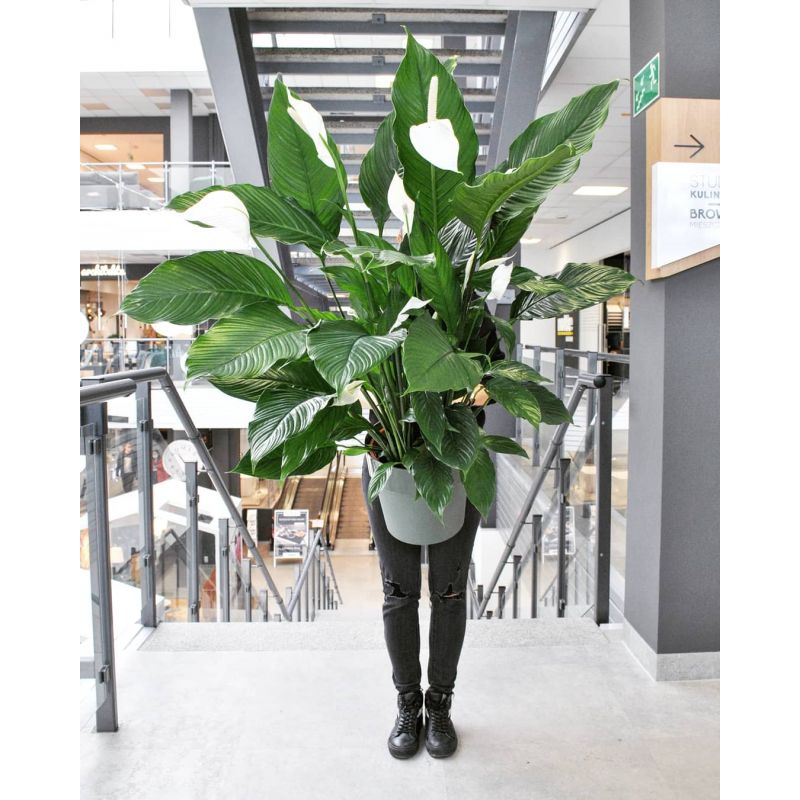 Spathiphyllum 'Sebastiano' - skrzydłokwiat