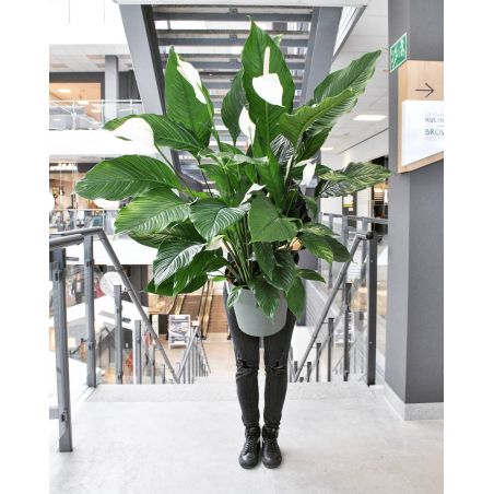 Spathiphyllum 'Sebastiano' - skrzydłokwiat