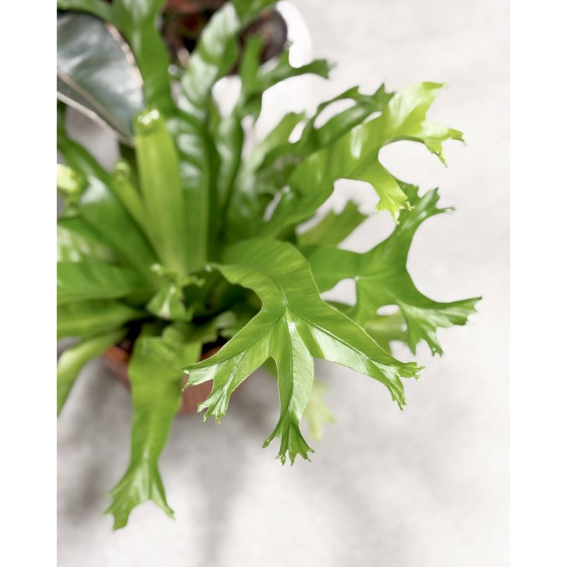 Asplenium nidus 'Crissie' - zanokcica