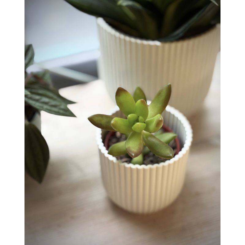 Sedum adolphi - rozchodnik