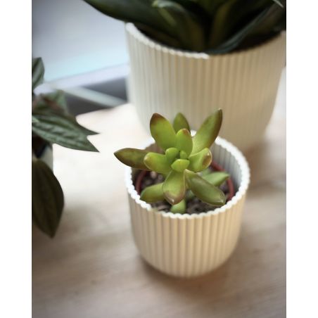 Sedum adolphi - rozchodnik