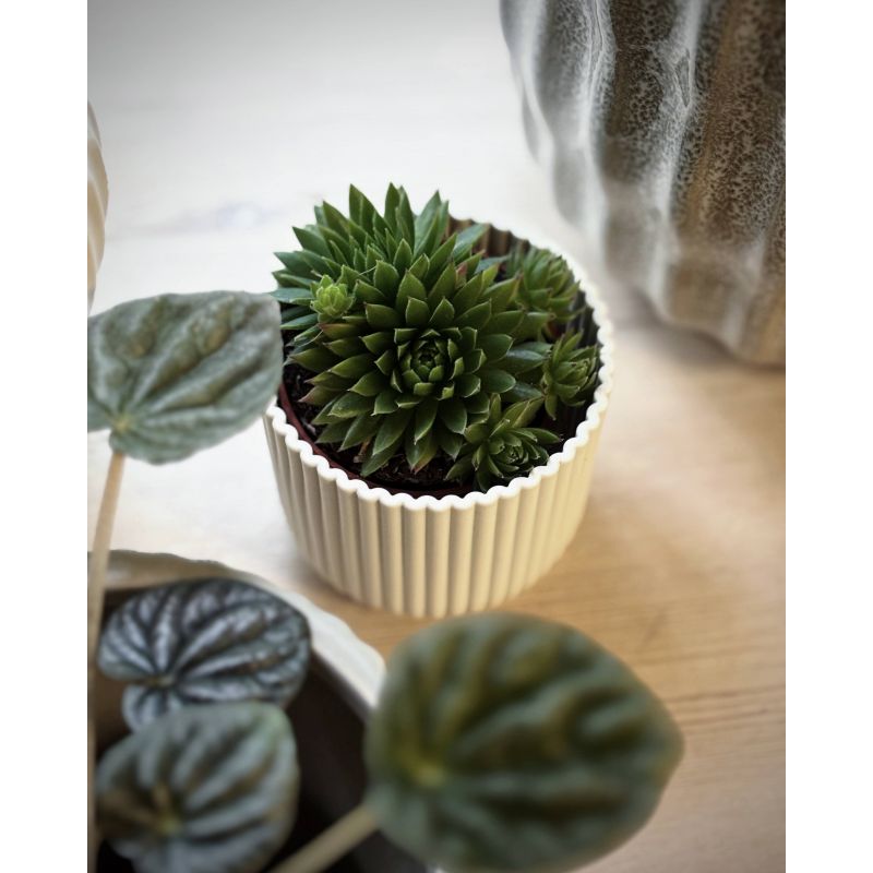 Sempervivum globiferum - rojnik