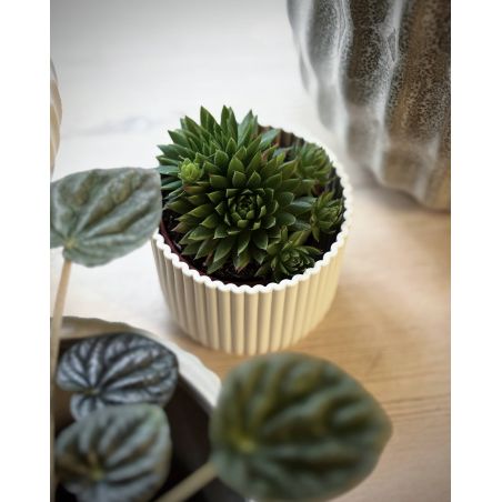 Sempervivum globiferum - rojnik