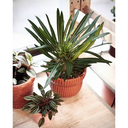 Pachypodium lamerei - palma Madagaskaru