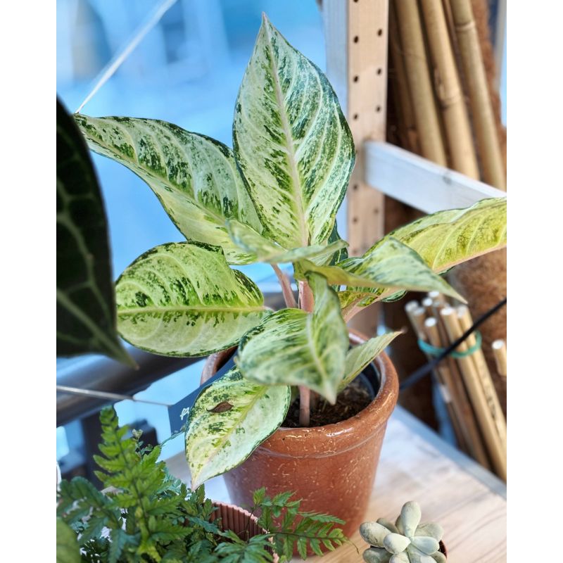 Aglaonema 'Pretty' - aglonema