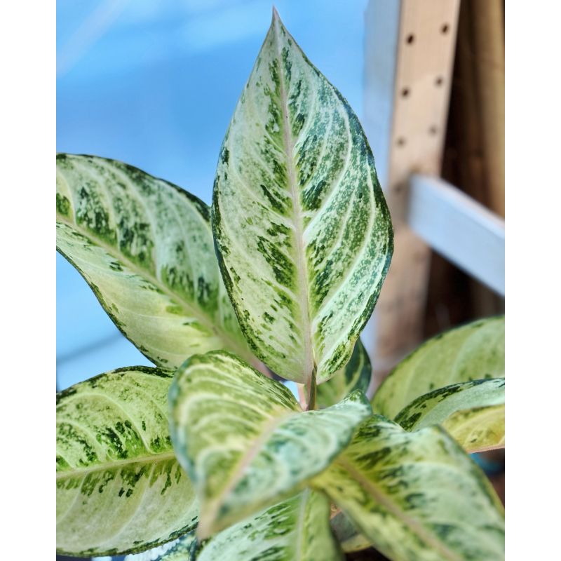 Aglaonema 'Pretty' - aglonema