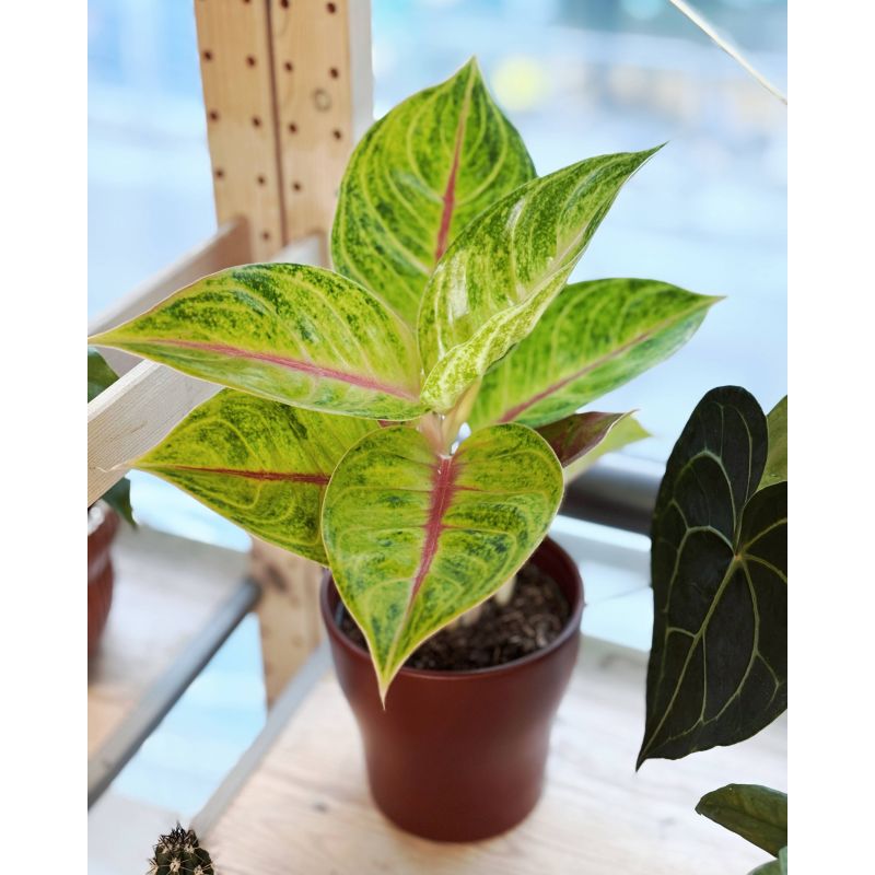 Aglaonema 'Iguana Red' - aglonema