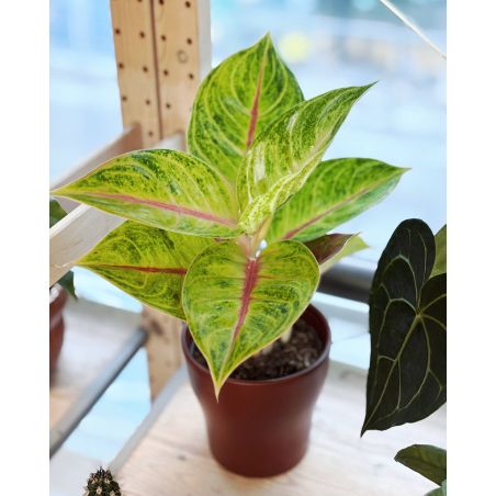 Aglaonema 'Iguana Red' - aglonema