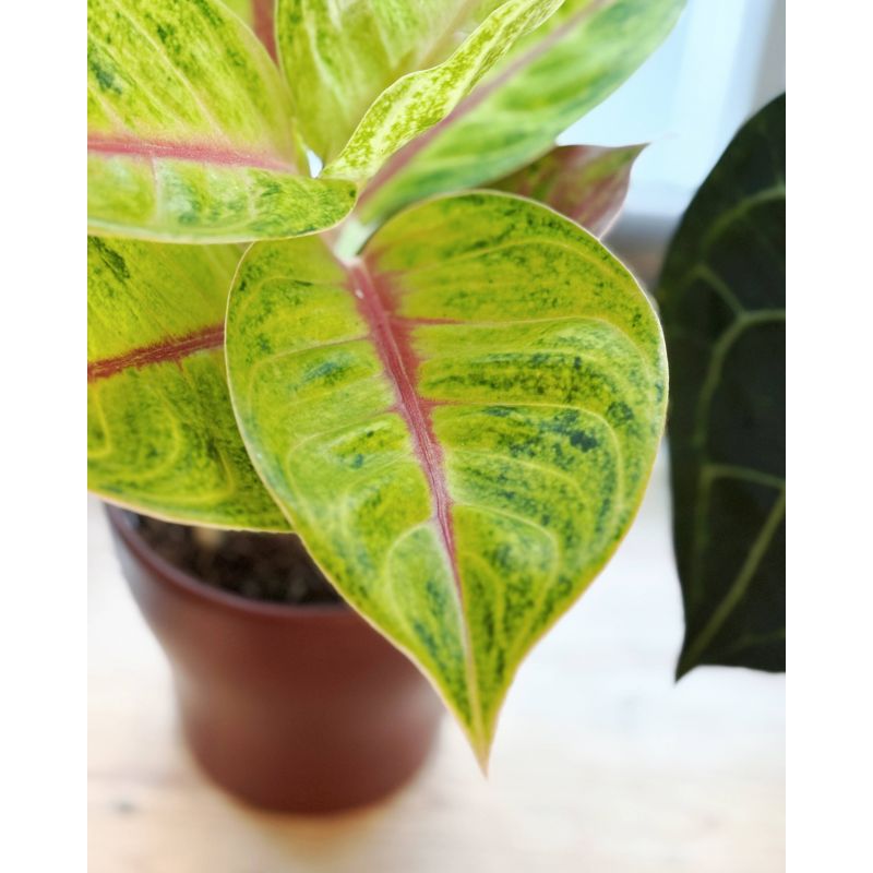 Aglaonema 'Iguana Red' - aglonema