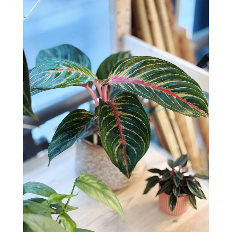 Aglaonema 'Olive Red' - aglonema