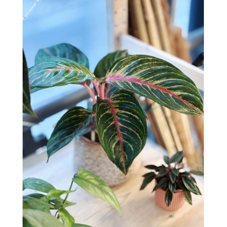 Aglaonema 'Olive Red' - aglonema