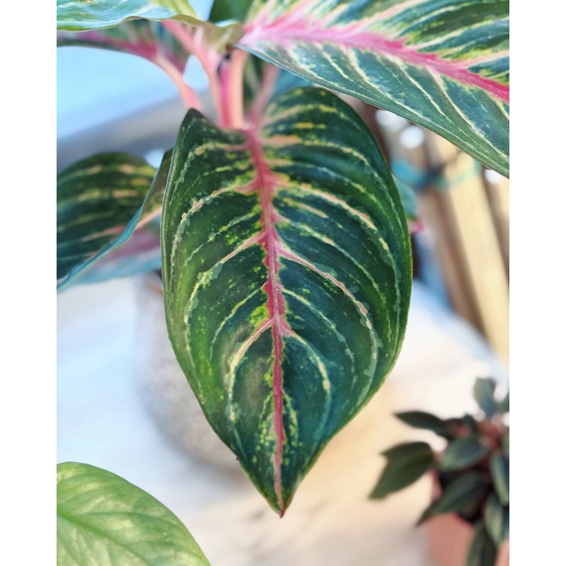 Aglaonema 'Olive Red' - aglonema