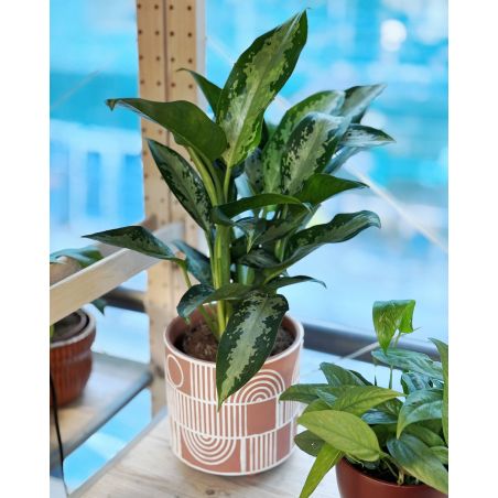 Aglaonema 'Jubilee' - aglonema