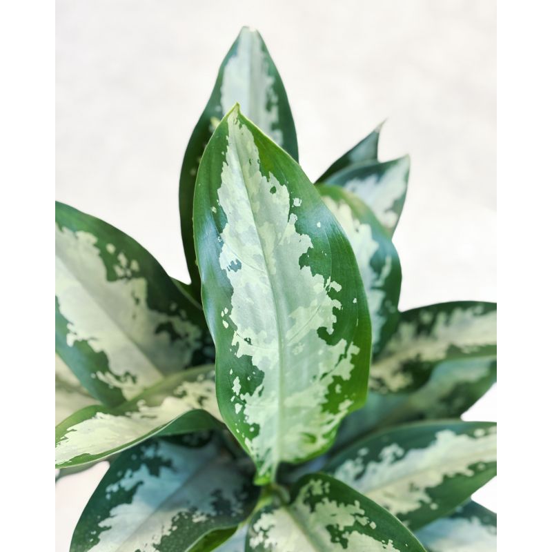 Aglaonema 'Jubilee' - aglonema