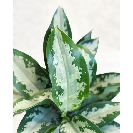 Aglaonema 'Jubilee' - aglonema