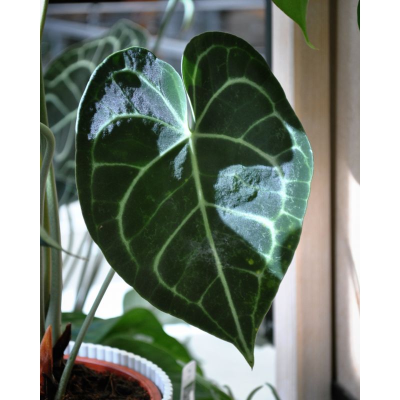 Anthurium clarinervium - anturium białounerwione