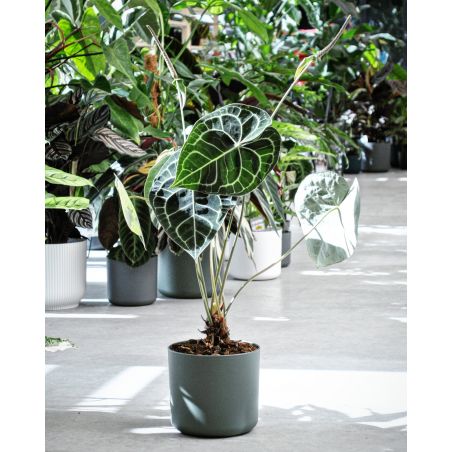 Anthurium clarinervium - anturium białounerwione